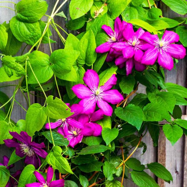 Trellis Flowers: What Grows Best?