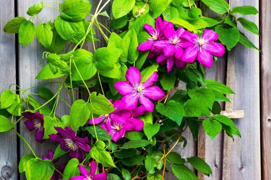 Trellis Flowers: What Grows Best?