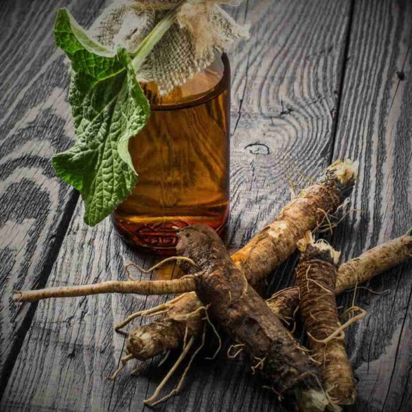 Uncovering the Health Benefits of Burdock Plant: A Natural Wonder in Your Backyard!