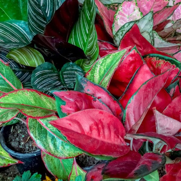 Unlock the Beauty of 29 Beautiful Aglaonema Varieties