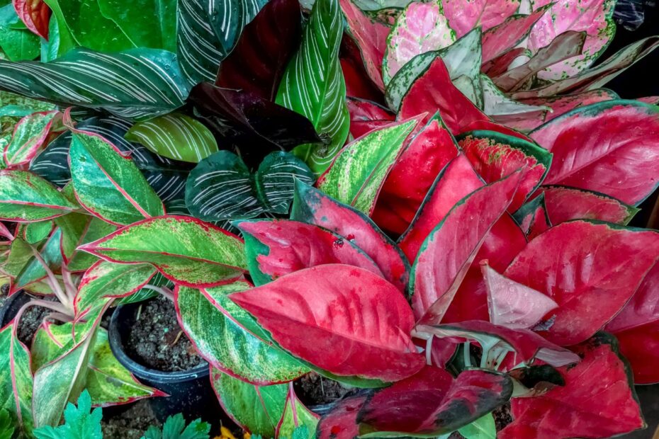 Unlock the Beauty of 29 Beautiful Aglaonema Varieties