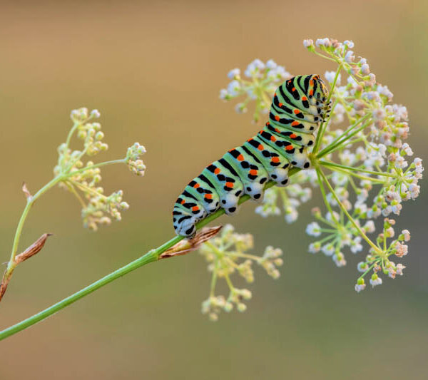 Unveiling the Beauty of Swallowtail, Butterfly Plant