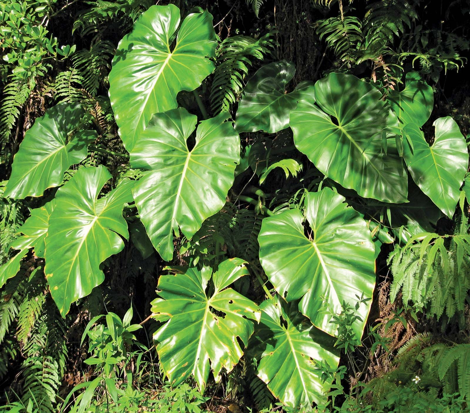 World of Philodendron: The Green Marvel