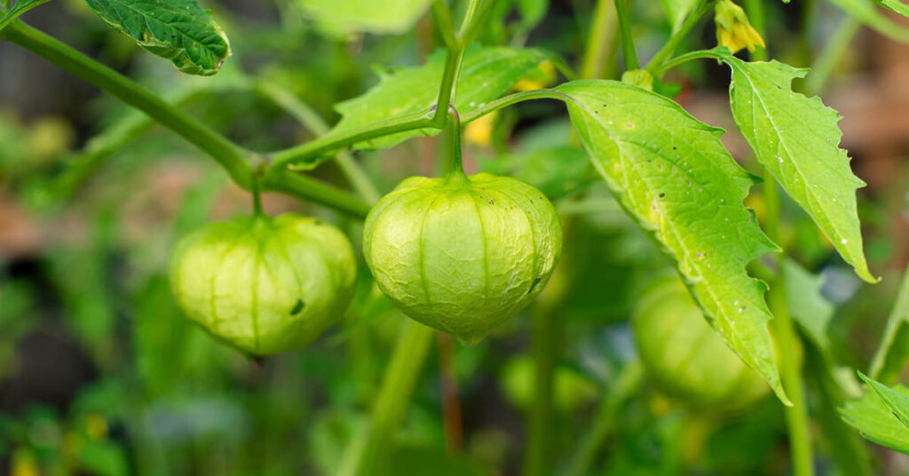 Secret Benefits of the Mysterious Tomatillo Plant