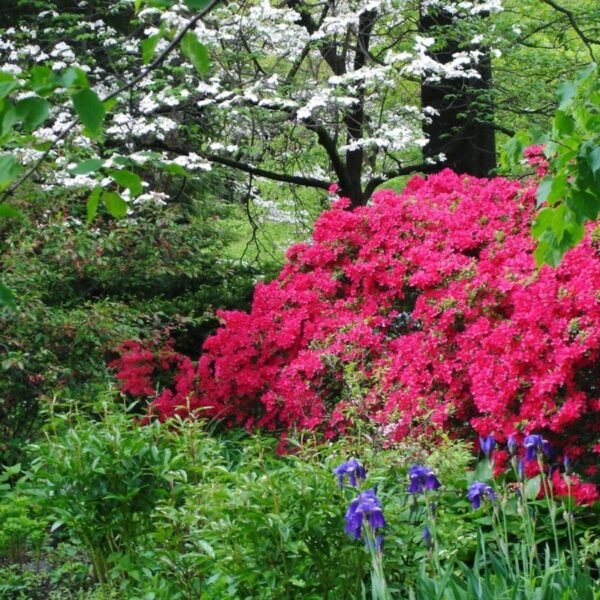 Water-Loving Shrubs: Top Picks