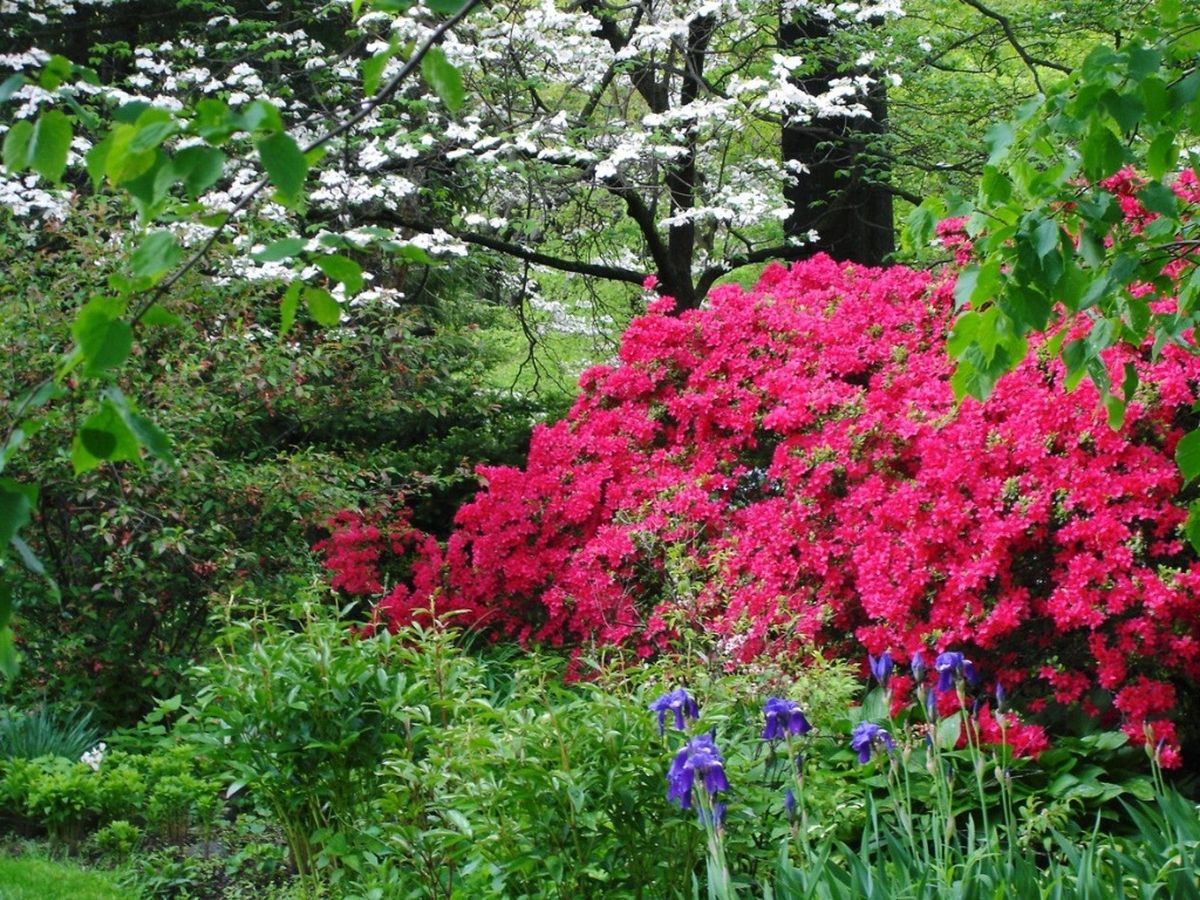 Water-Loving Shrubs: Top Picks