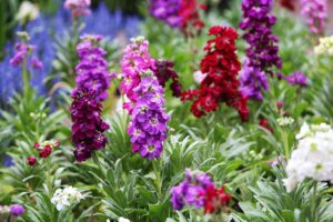 White Stock Flower: Growing Guide for Matthiola Incana