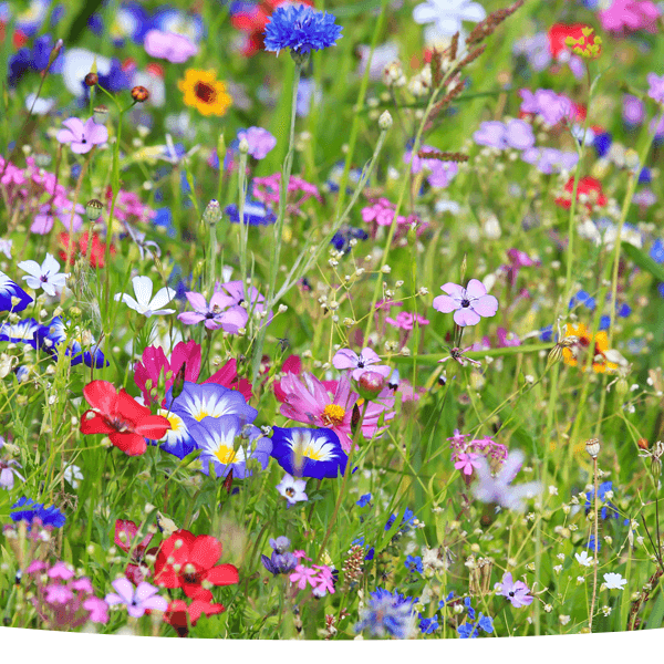 Wildflowers: How Long Does it Take for Them to Grow?