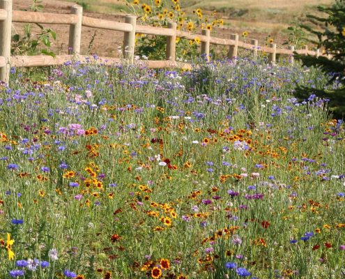 Wildflowers in Mixed Seed Packets: What to Expect