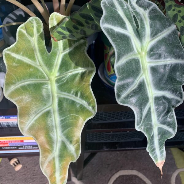 Yellow Leaves on Alocasia? Treatment Tips You Need to Know