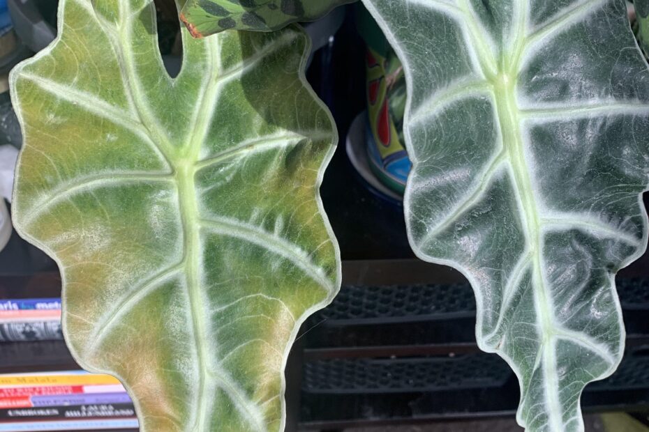 Yellow Leaves on Alocasia? Treatment Tips You Need to Know