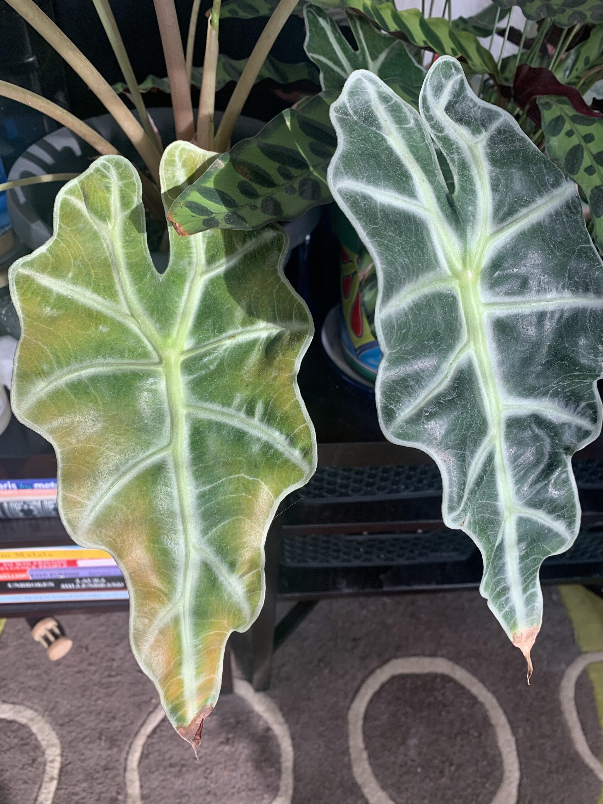 Yellow Leaves on Alocasia? Treatment Tips You Need to Know