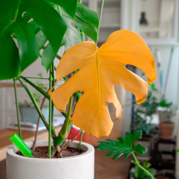 Yellowing Monstera Mayhem: What’s Causing Your Plant’s Leaves to Fade?